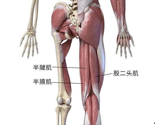绳与肌电影在线观看,探索人体极限的视觉盛宴 第2张 绳与肌电影在线观看,探索人体极限的视觉盛宴 第2张
