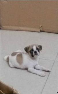 巴哥爆料最新人物图片  第3张