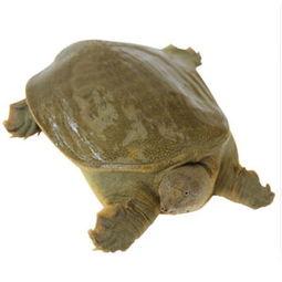 鳖版acr最新爆料,揭秘游戏内幕与未来动向  第3张